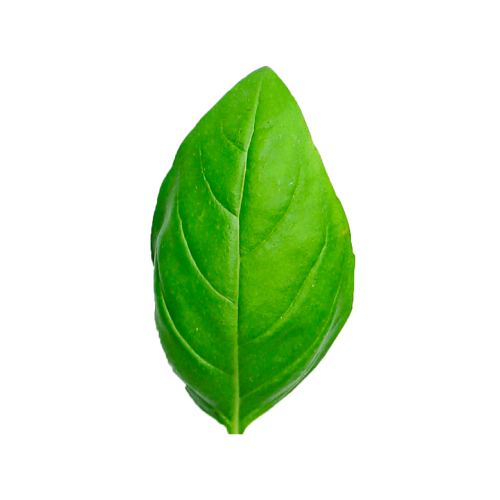 Basil