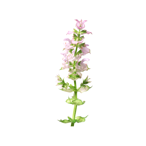 Clary Sage