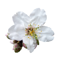 Fragrance Ingredient Note Second