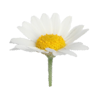 Fragrance profile - Chamomile