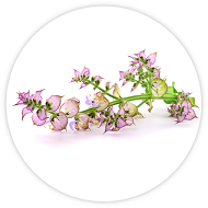 clary sage