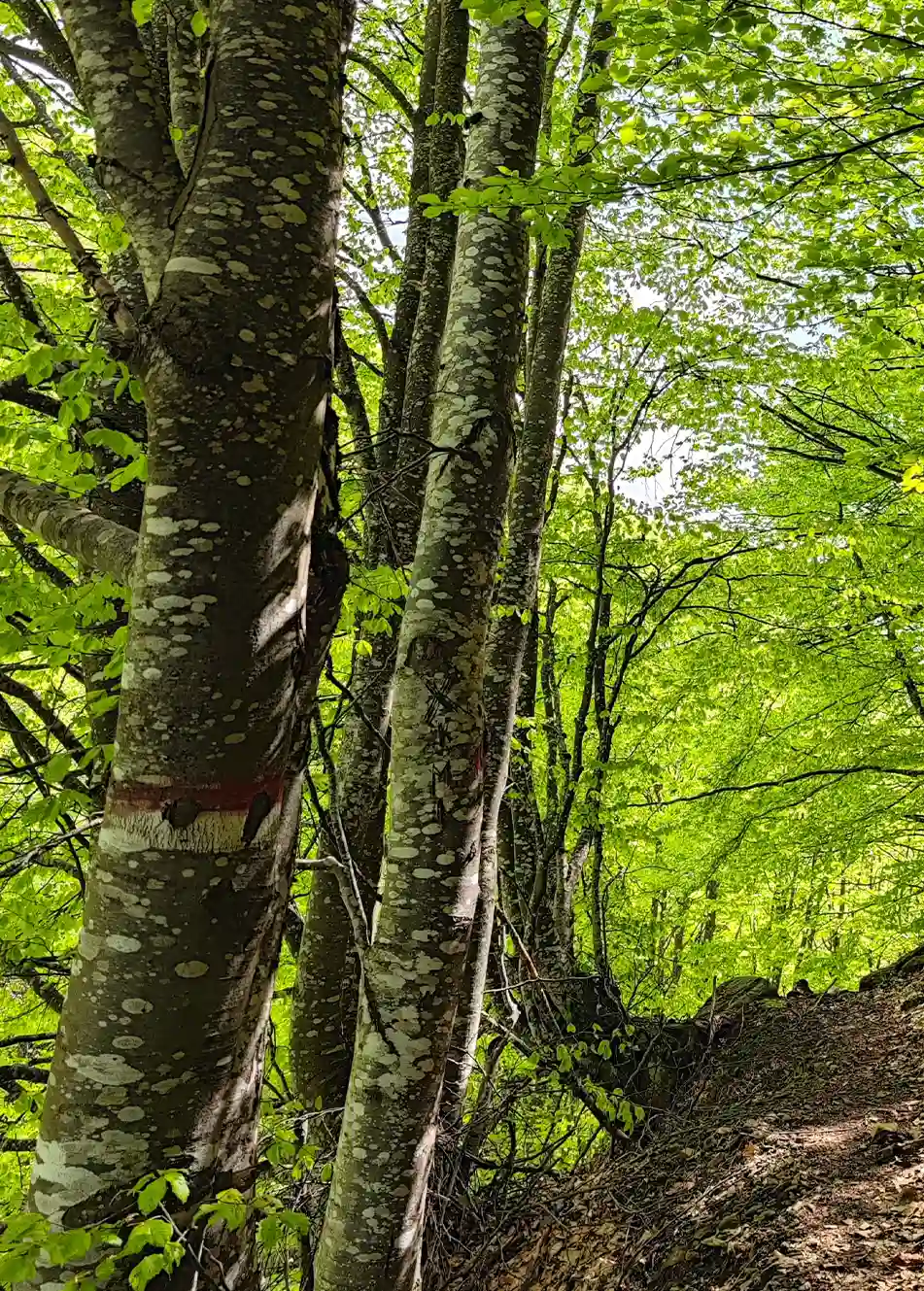 Forest Oakmoss Signature Candle | LAFCO New York