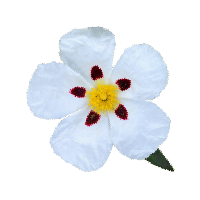 Fragrance Ingredient Note Third