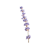 Fragrance profile - Lavender