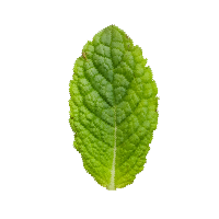 Mint Tisane