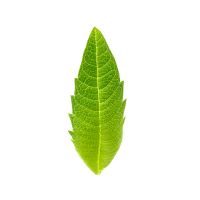 Lemon Verbena