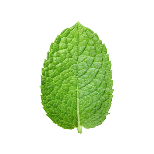 Spearmint