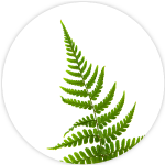 Summer Fling Fern Note