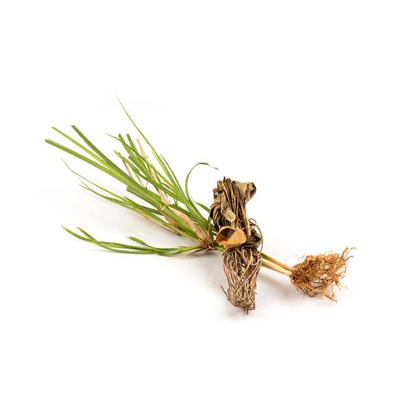 Fragrance Ingredient Note Second
