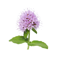 Watermint Agave