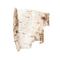 fragrance Birch Bark