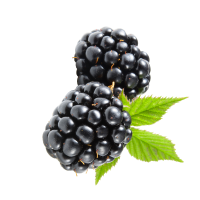 fragrance blackberry