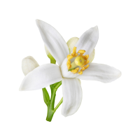 Fragrance Ingredient Note First