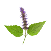 Fragrance Ingredient Note Third