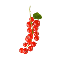 fragrance redcurrant