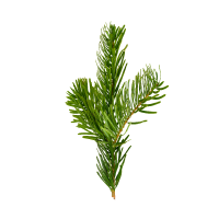 fragrance Spruce