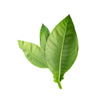 Fragrance Ingredient Note First